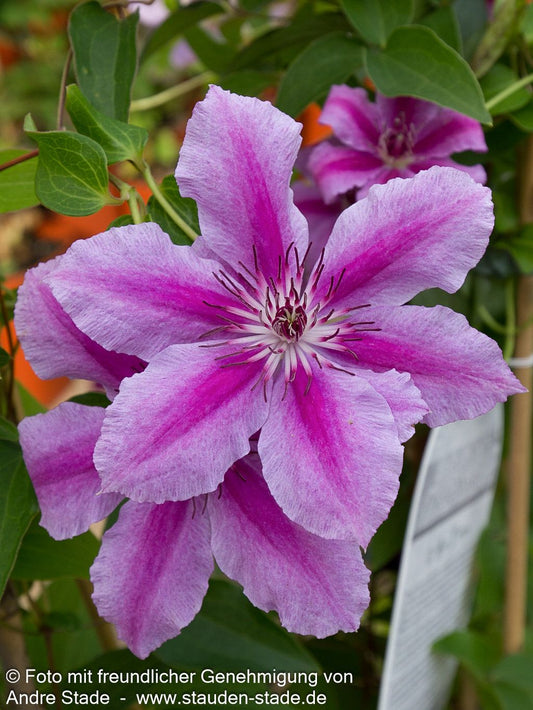 Großblütige Waldrebe 'Nelly Moser' (Clematis x cult.)