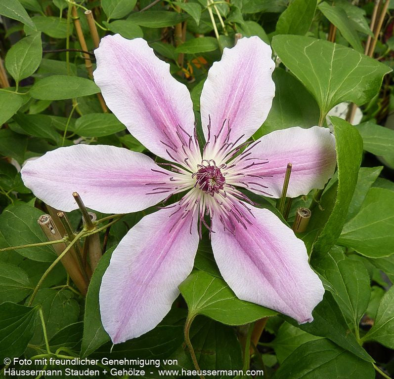 Großblütige Waldrebe 'Nelly Moser' (Clematis x cult.)