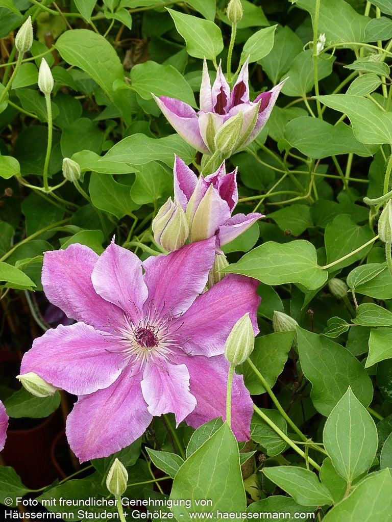 Großblütige Waldrebe 'Nelly Moser' (Clematis x cult.)