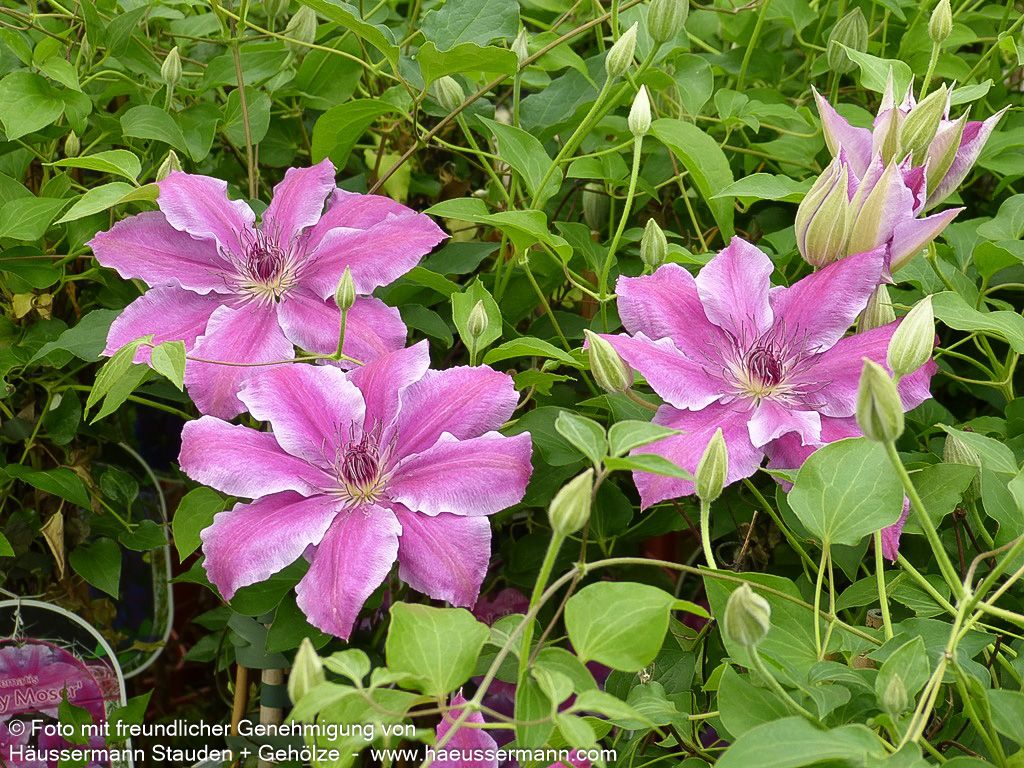 Großblütige Waldrebe 'Nelly Moser' (Clematis x cult.)