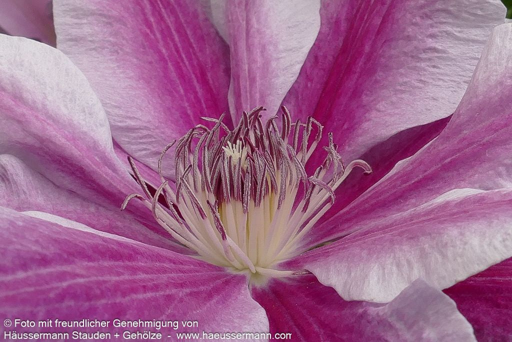 Großblütige Waldrebe 'Nelly Moser' (Clematis x cult.)