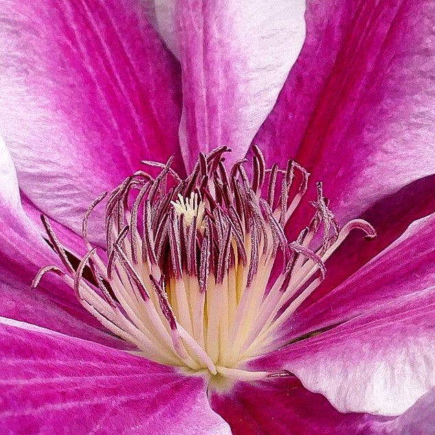 Großblütige Waldrebe 'Nelly Moser' (Clematis x cult.)