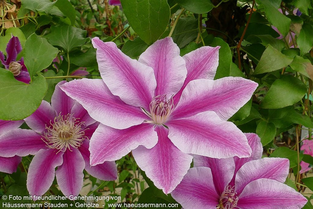 Großblütige Waldrebe 'Nelly Moser' (Clematis x cult.)