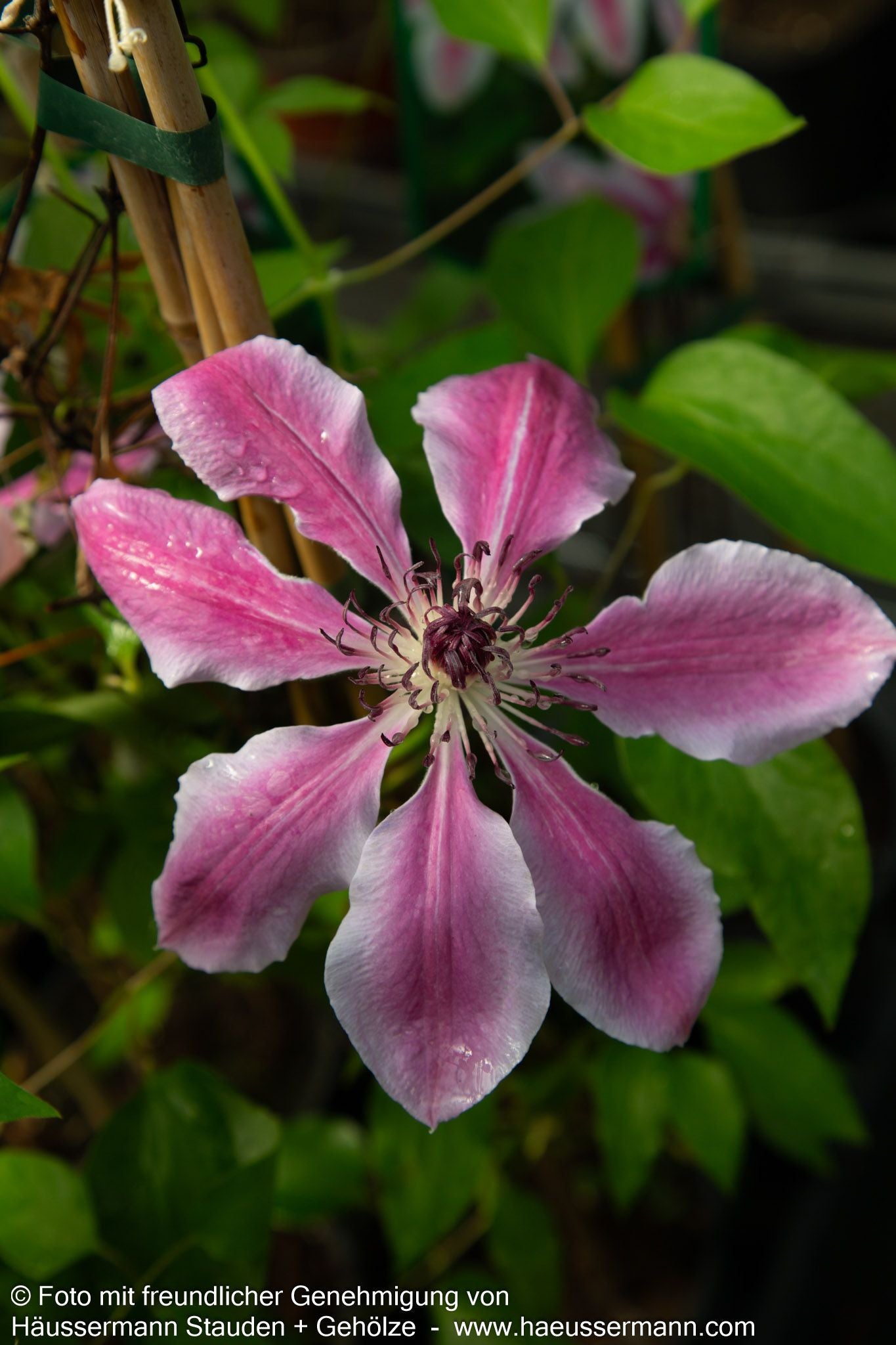 Großblütige Waldrebe 'Nelly Moser' (Clematis x cult.)