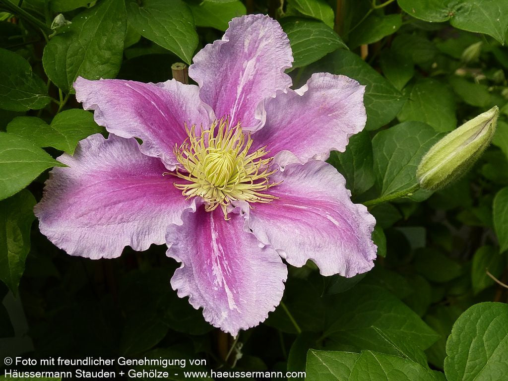 Großblütige Waldrebe 'Piilu' (Clematis x cult.)