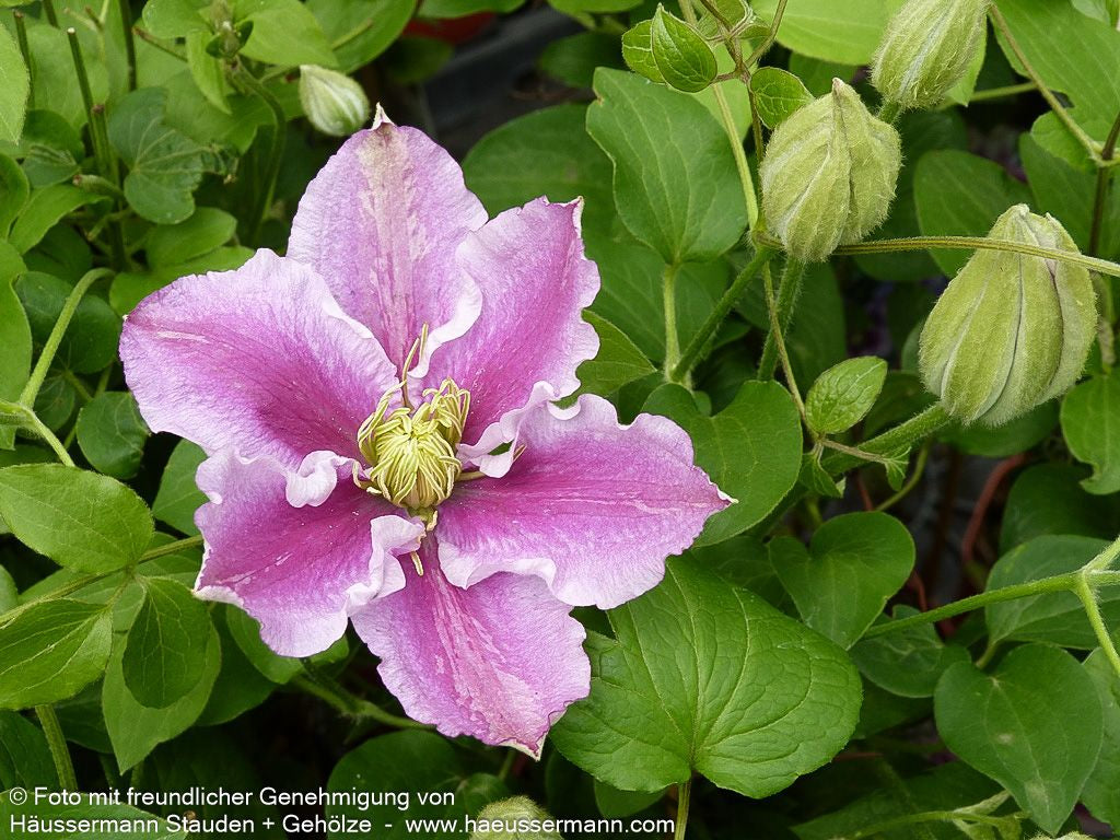 Großblütige Waldrebe 'Piilu' (Clematis x cult.)