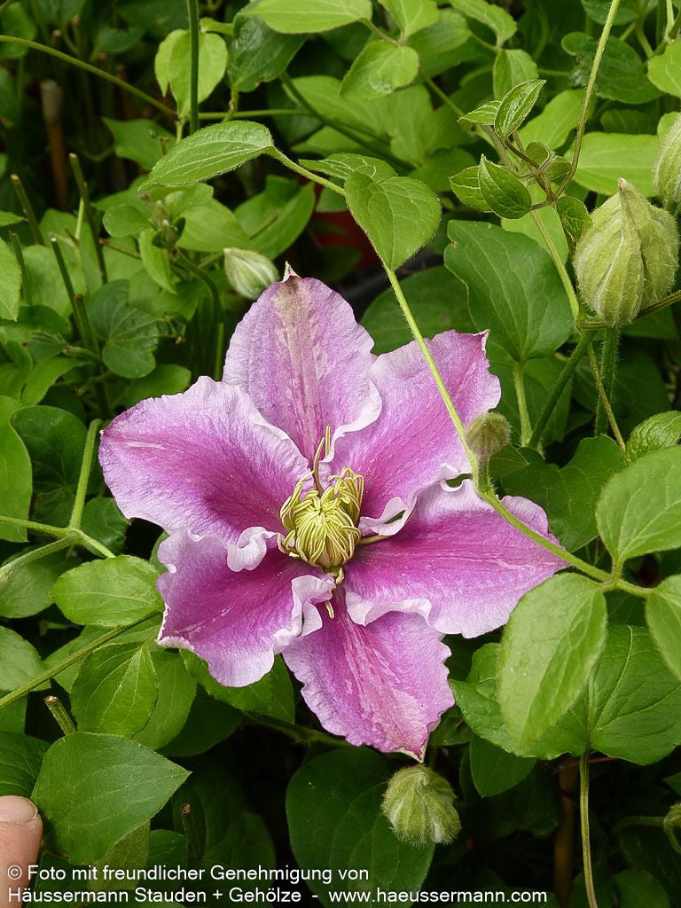 Großblütige Waldrebe 'Piilu' (Clematis x cult.)