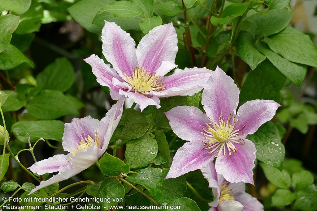 Großblütige Waldrebe 'Piilu' (Clematis x cult.)