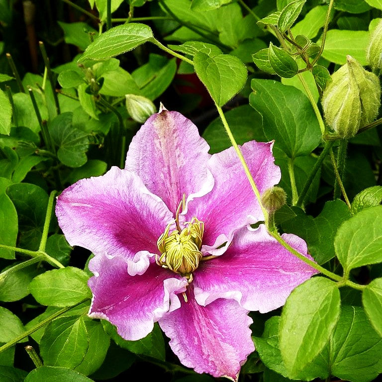 Großblütige Waldrebe 'Piilu' (Clematis x cult.)