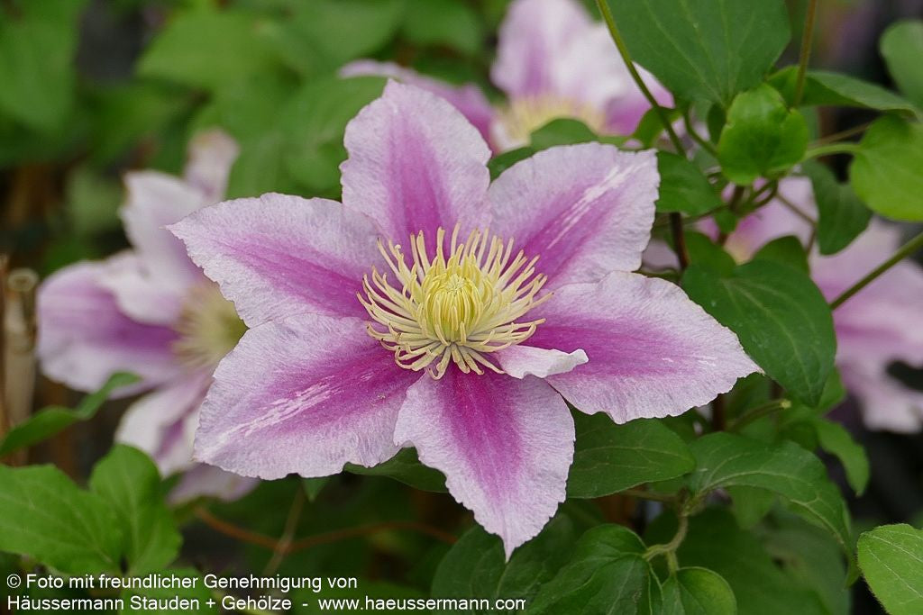 Großblütige Waldrebe 'Piilu' (Clematis x cult.)