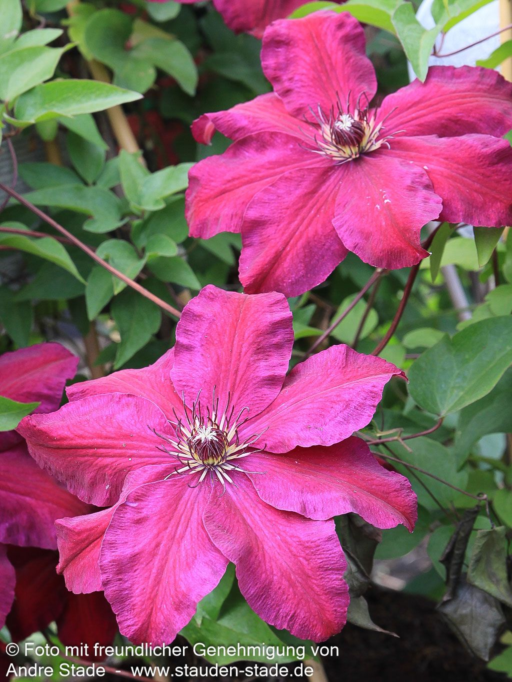 Großblütige Waldrebe 'Rouge Cardinal' (Clematis x cult.)