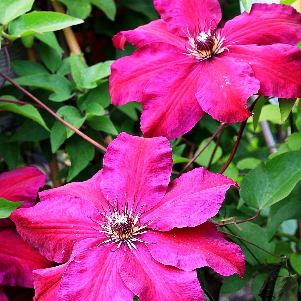 Großblütige Waldrebe 'Rouge Cardinal' (Clematis x cult.)