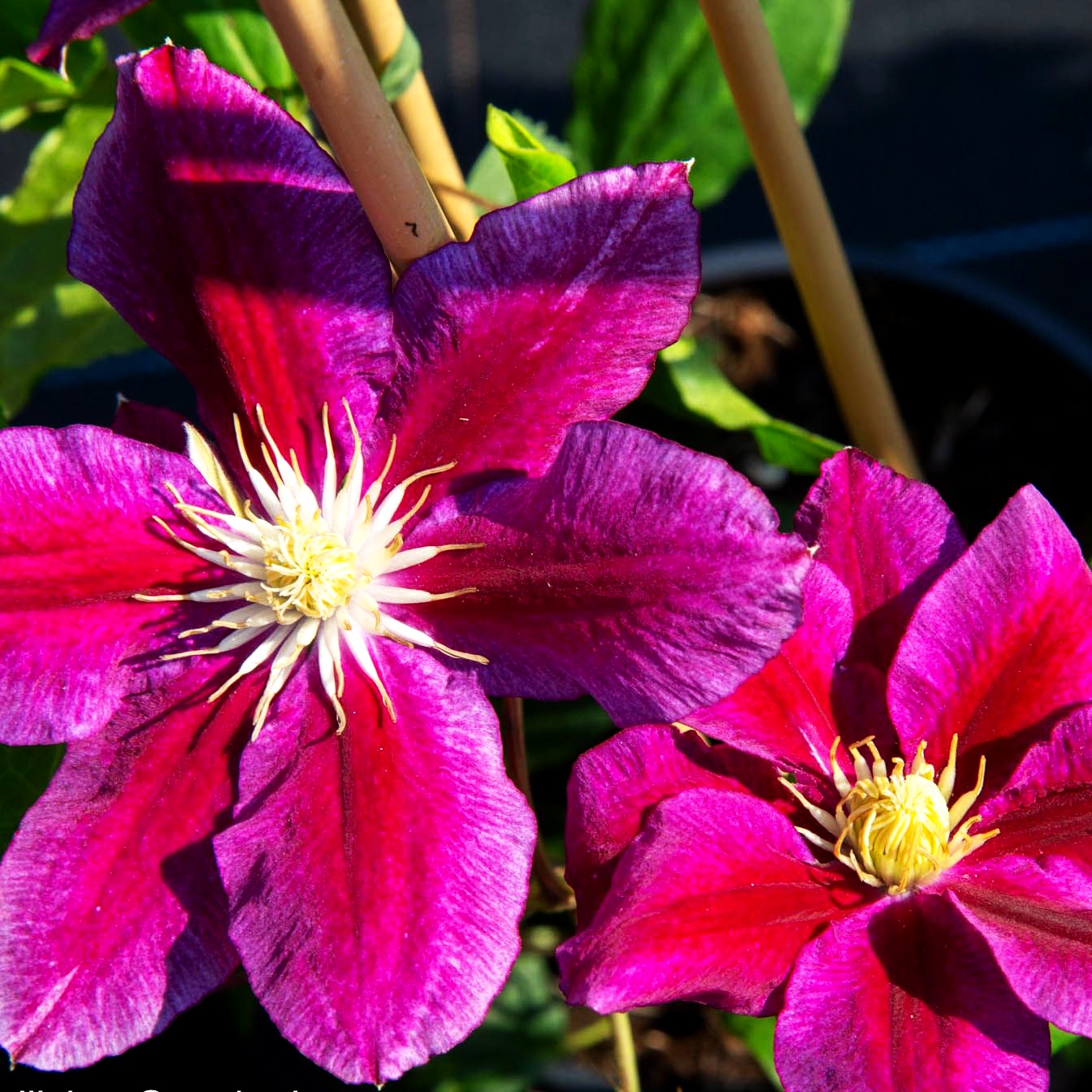 Großblütige Waldrebe 'Rüütel' (Clematis x cult.)