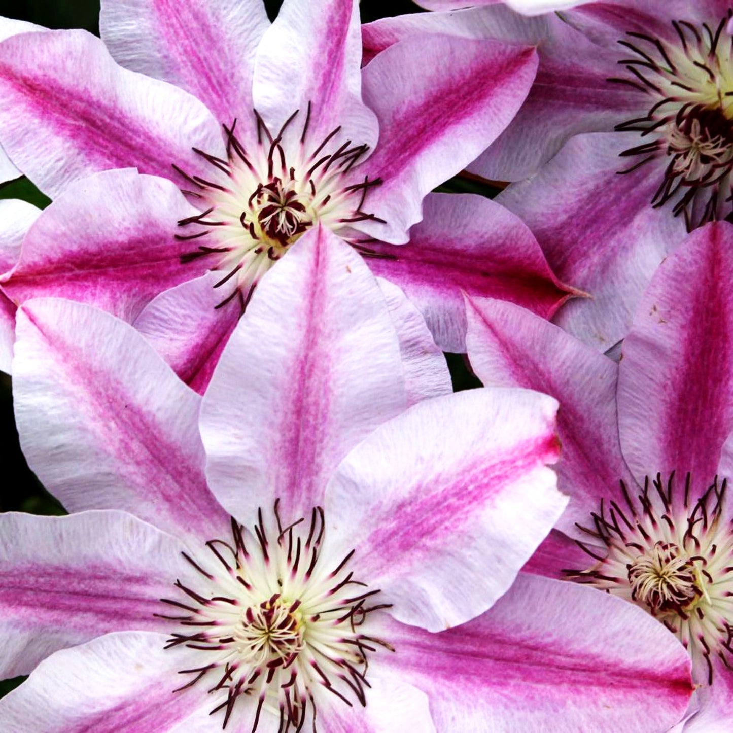 Großblütige Waldrebe 'Souv. du Capitaine Thuilleaux' (Clematis x cult.)