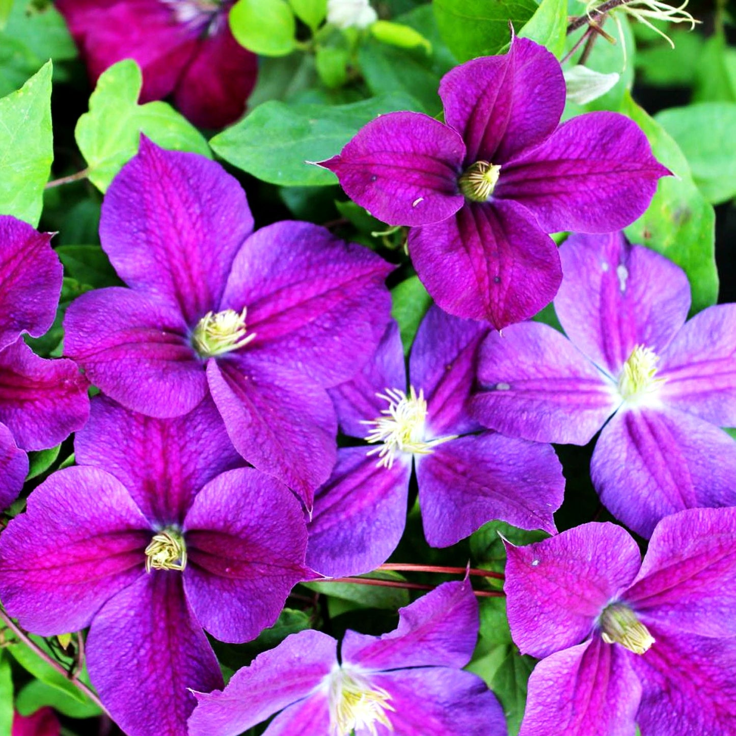 Großblütige Waldrebe 'Star of India' (Clematis x cult.)
