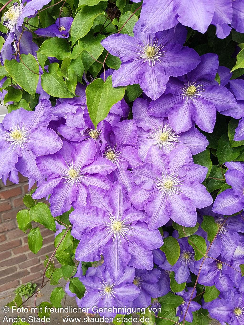 Großblütige Waldrebe 'The President' (Clematis x cult.)