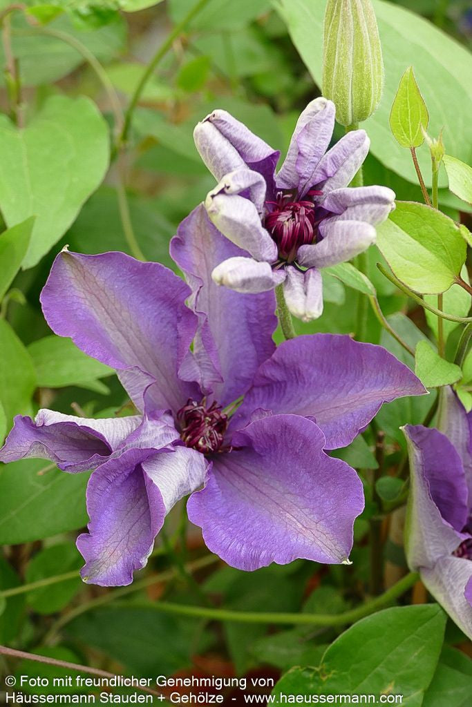 Großblütige Waldrebe 'The President' (Clematis x cult.)