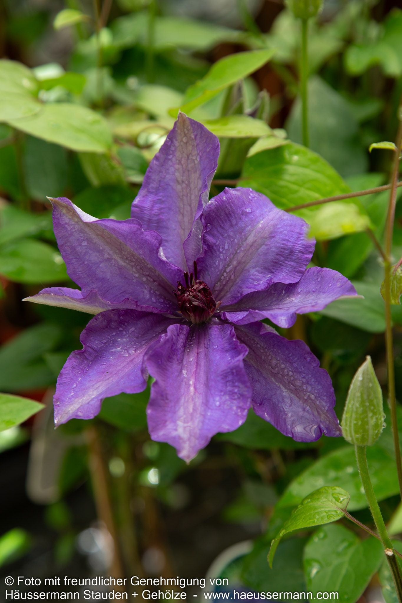 Großblütige Waldrebe 'The President' (Clematis x cult.)