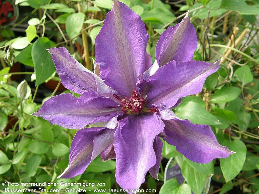 Großblütige Waldrebe 'The President' (Clematis x cult.)