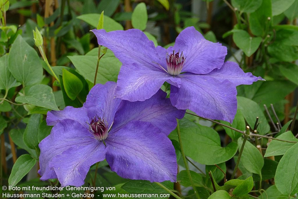 Großblütige Waldrebe 'The President' (Clematis x cult.)