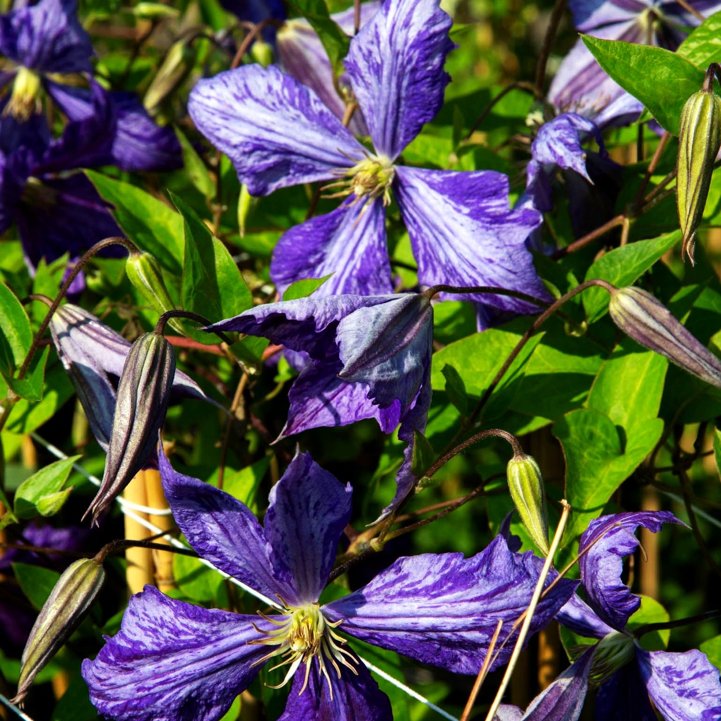 Großblütige Waldrebe 'Tie Dye' (Clematis x cult.)