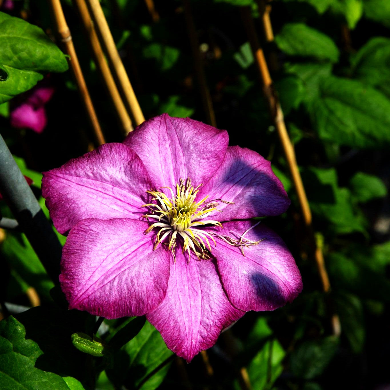 Großblütige Waldrebe 'Ville de Lyon' (Clematis x cult.)