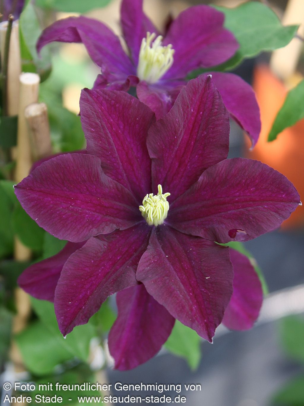 Großblütige Waldrebe 'Warszawska Nike' (Clematis x cult.)