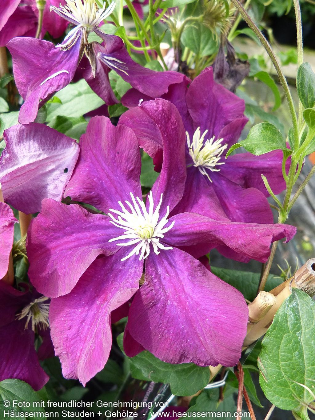 Großblütige Waldrebe 'Warszawska Nike' (Clematis x cult.)