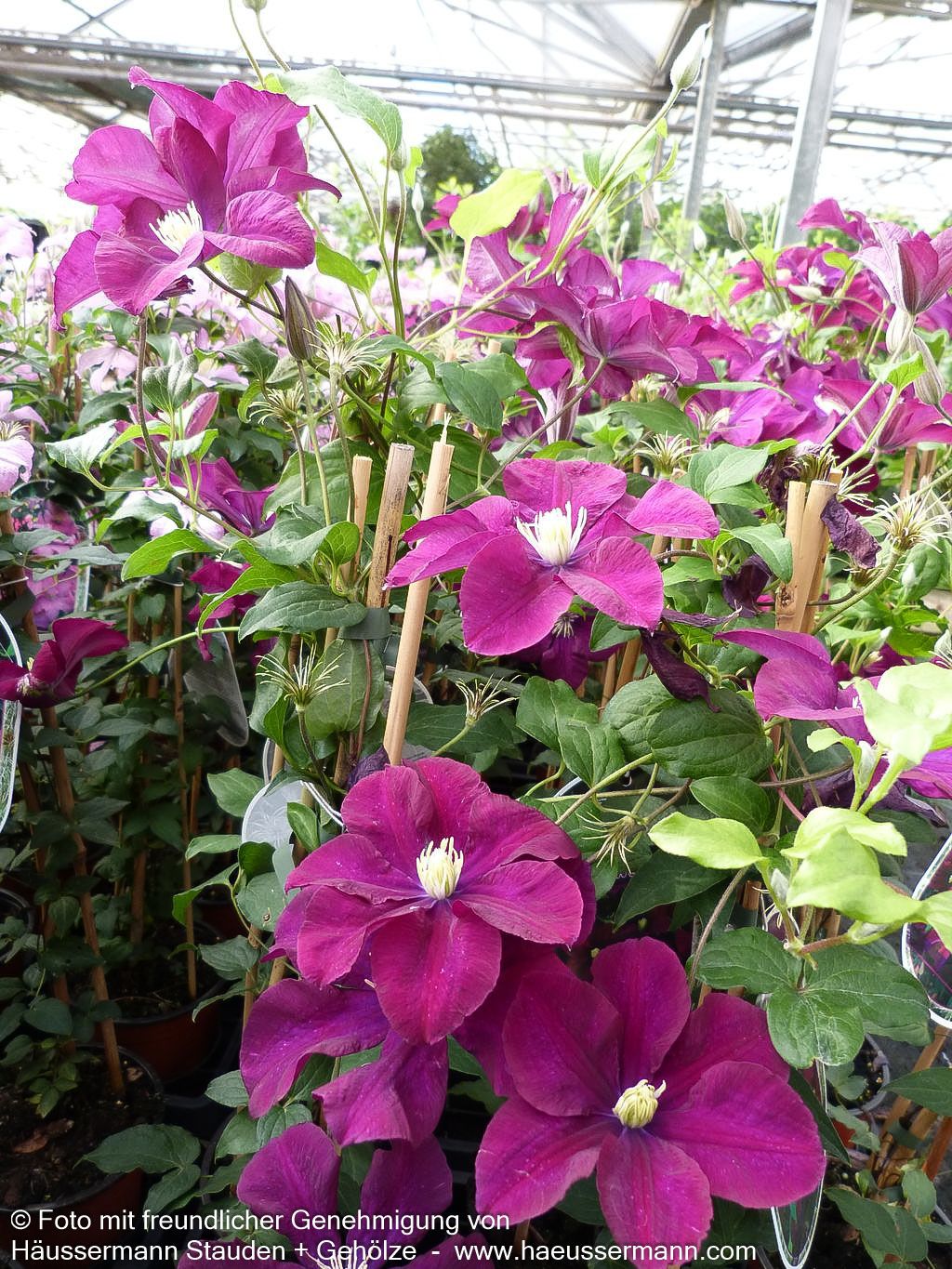 Großblütige Waldrebe 'Warszawska Nike' (Clematis x cult.)