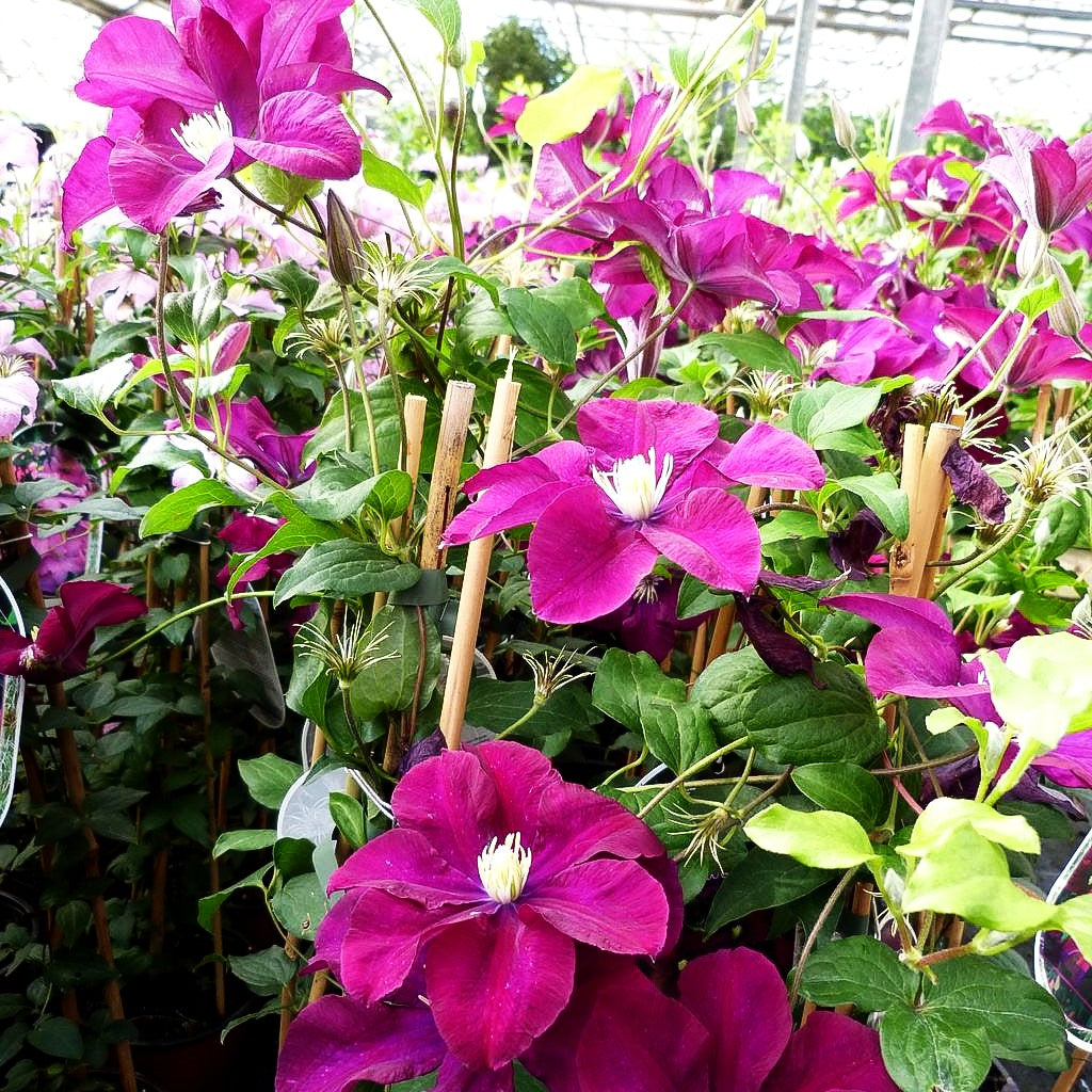 Großblütige Waldrebe 'Warszawska Nike' (Clematis x cult.)