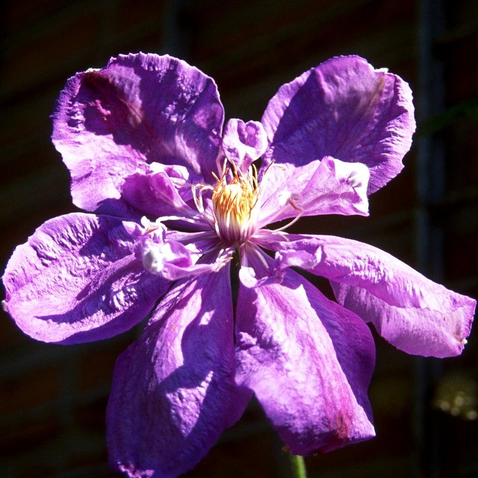 Großblütige Waldrebe 'William Kennett' (Clematis x cult.)