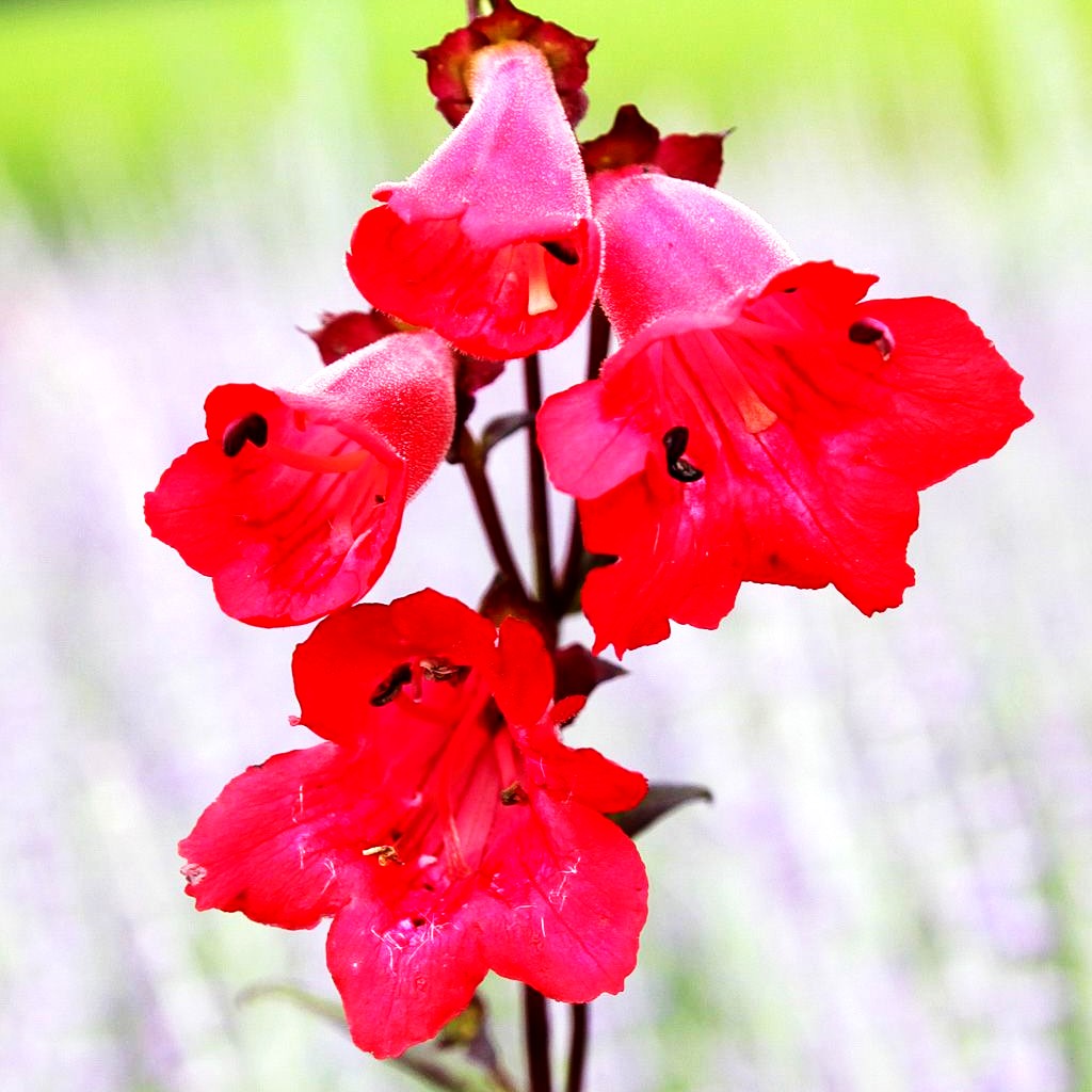 Großblütiger Bartfaden 'Paul Schönholzer' (Penstemon x cult.)