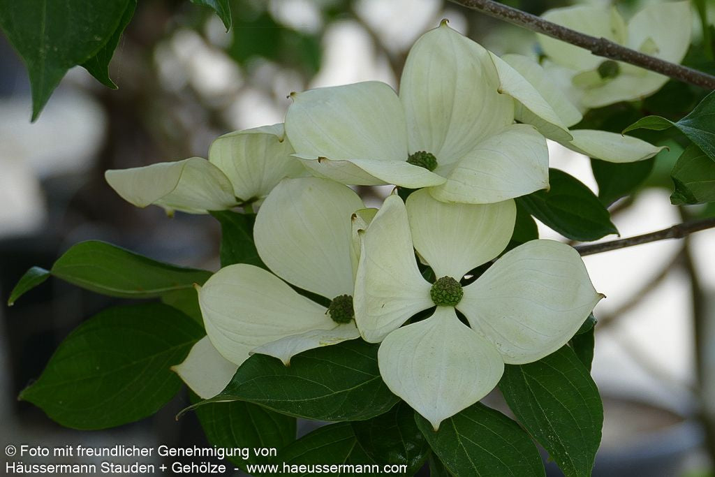 Großblütiger Blumen-Hartriegel 'Venus' (Cornus kousa)