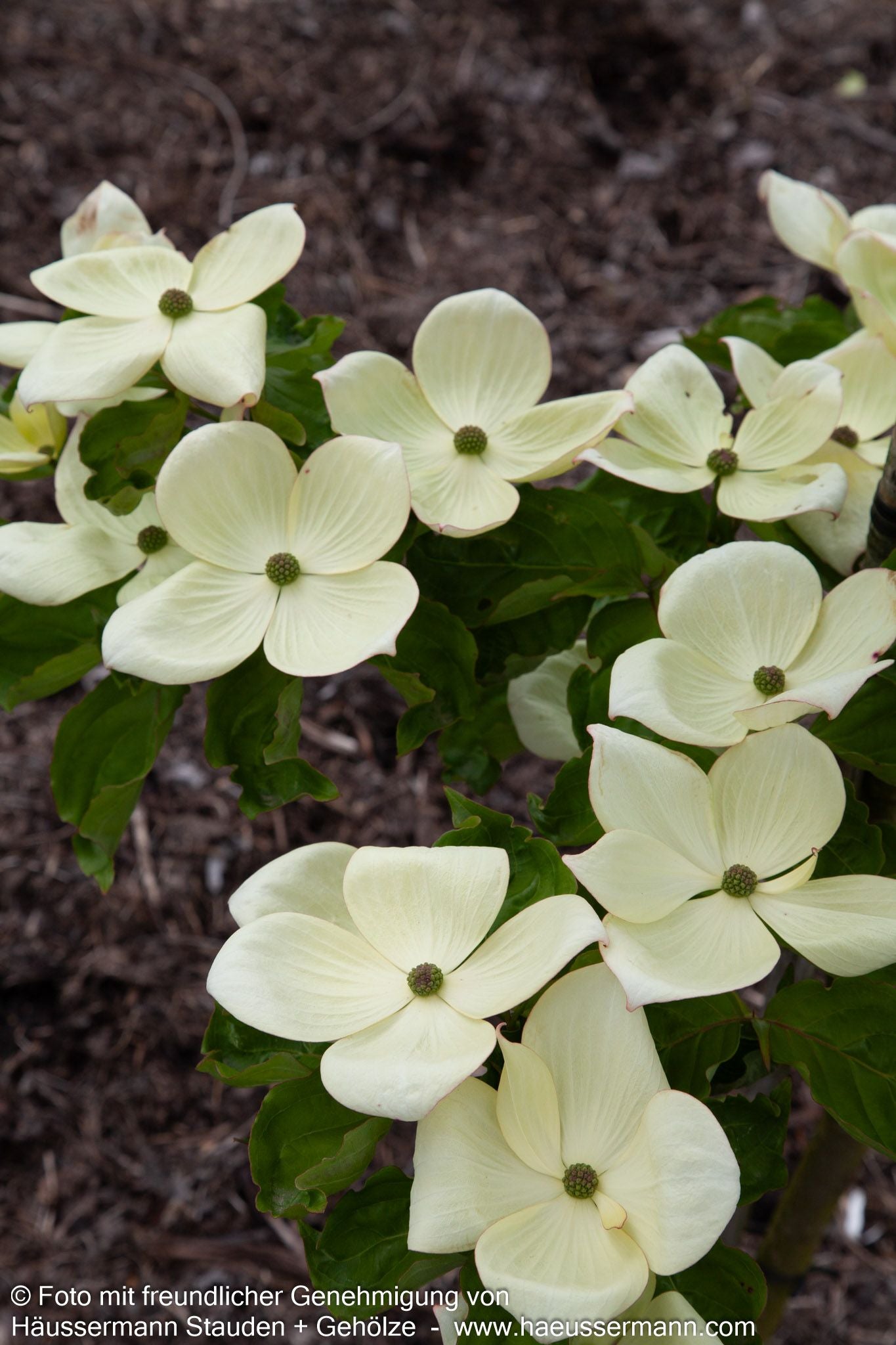 Großblütiger Blumen-Hartriegel 'Venus' (Cornus kousa)