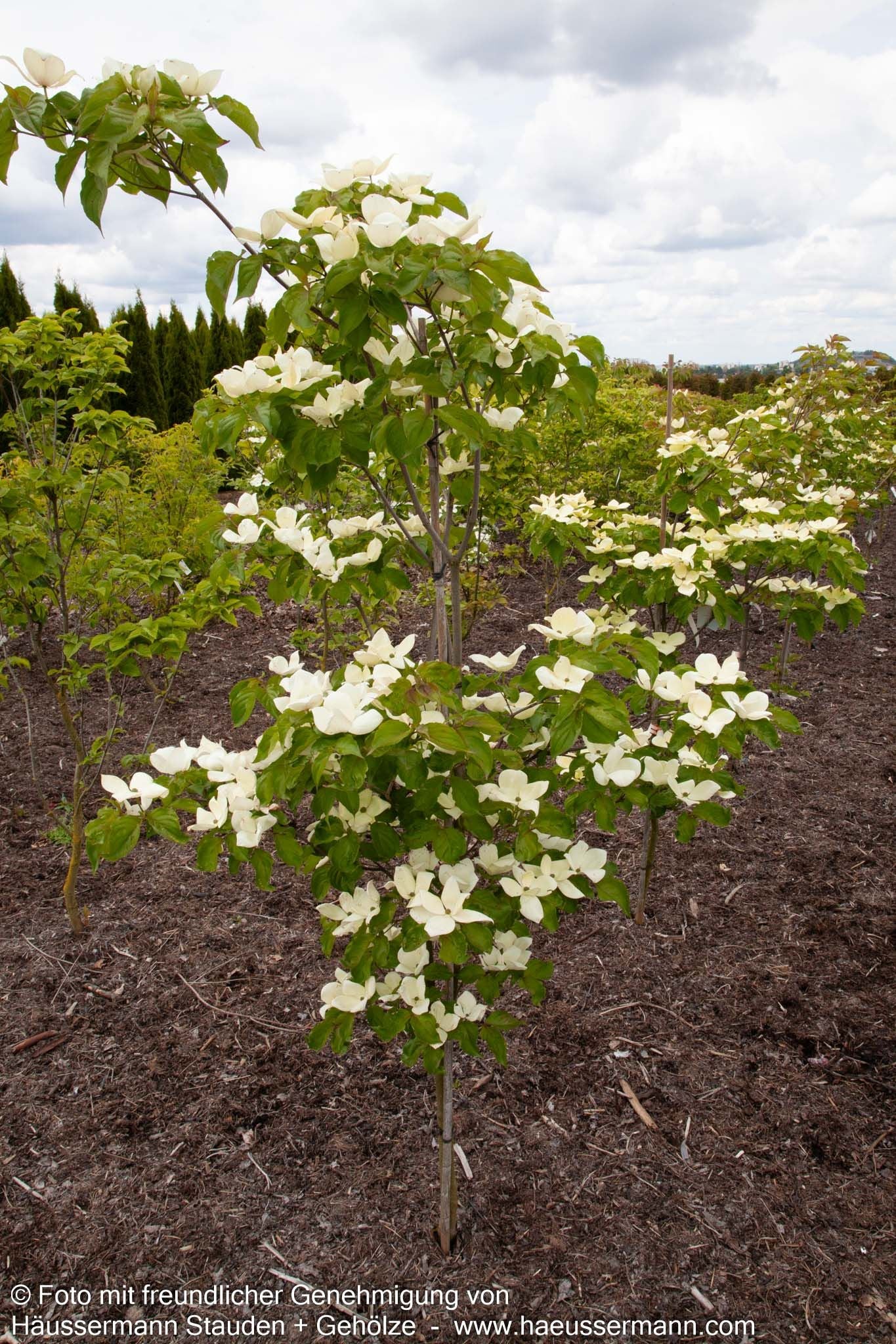 Großblütiger Blumen-Hartriegel 'Venus' (Cornus kousa)