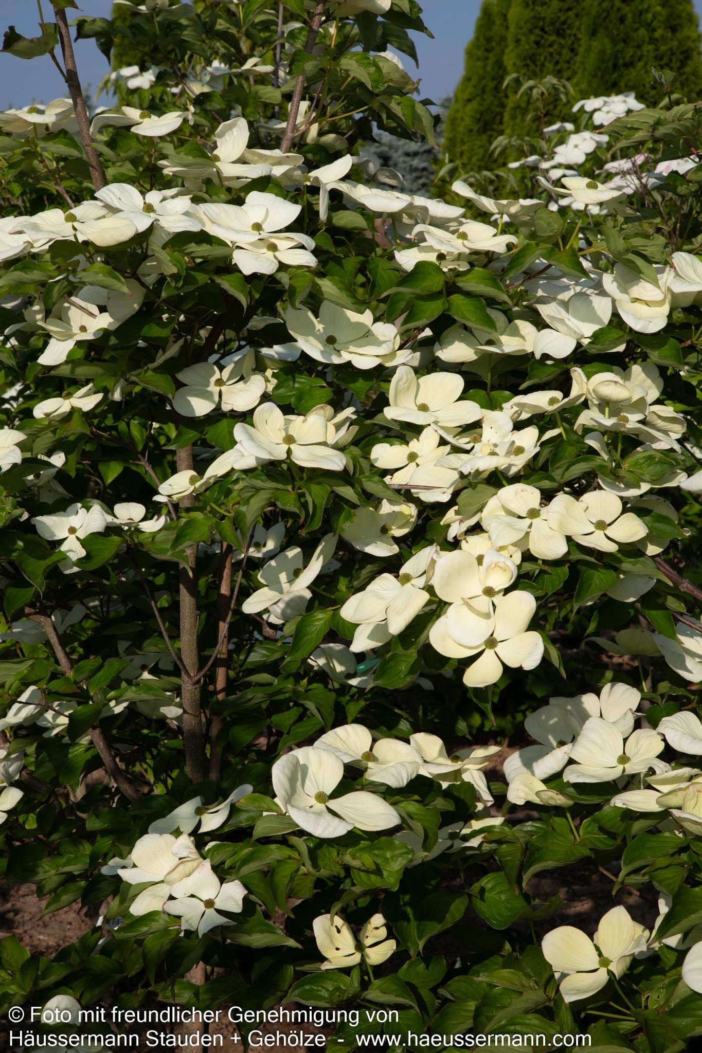 Großblütiger Blumen-Hartriegel 'Venus' (Cornus kousa)