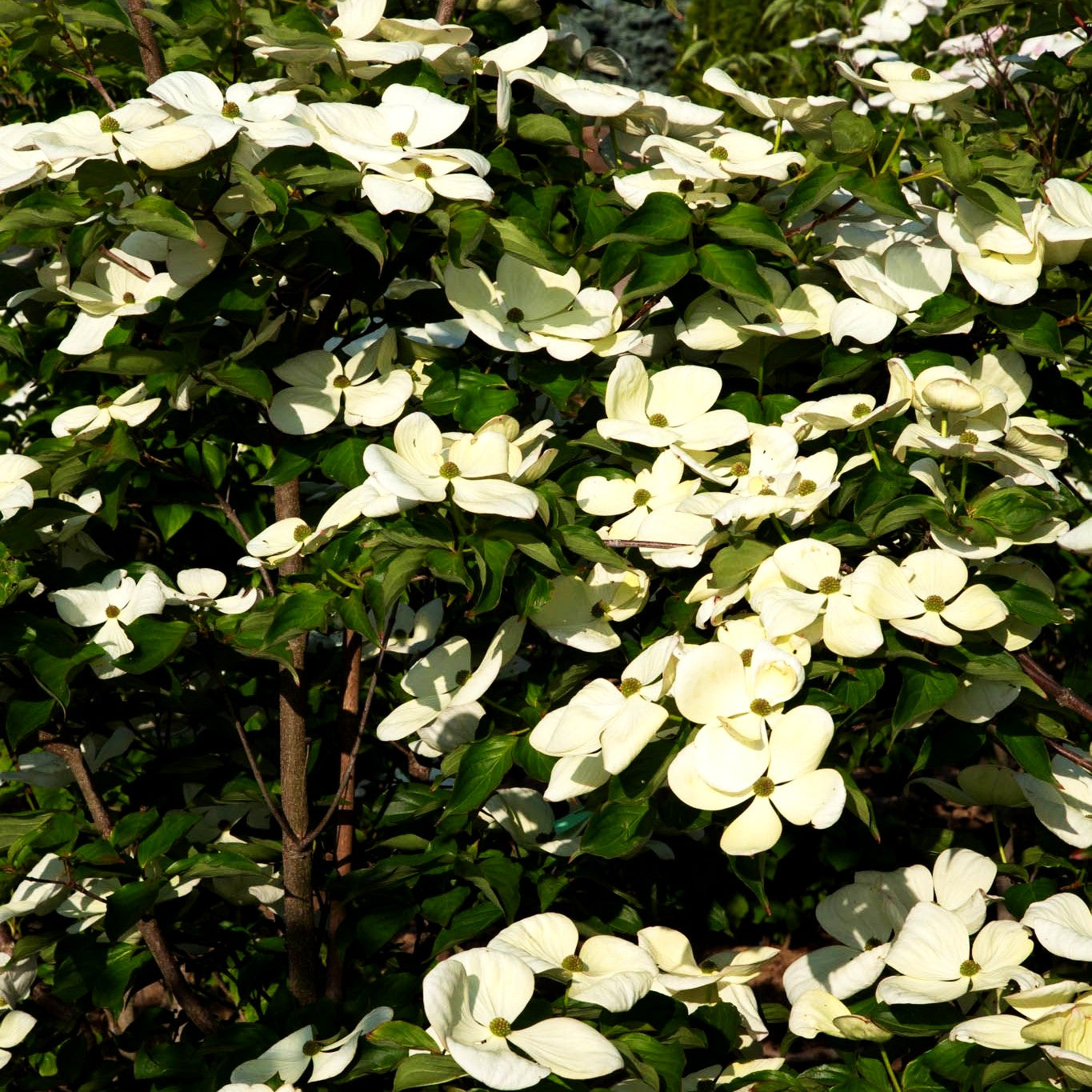 Großblütiger Blumen-Hartriegel 'Venus' (Cornus kousa)