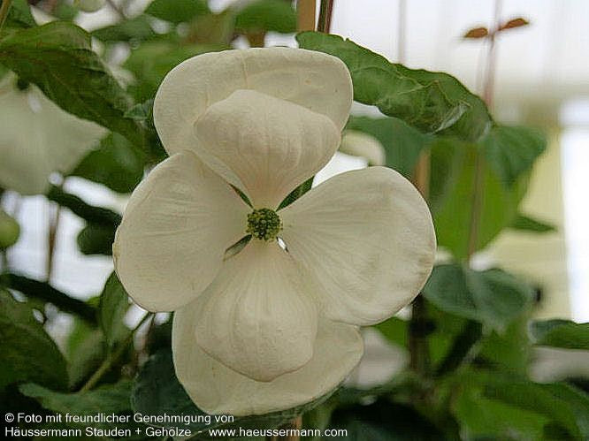 Großblütiger Blumen-Hartriegel 'Venus' (Cornus kousa)