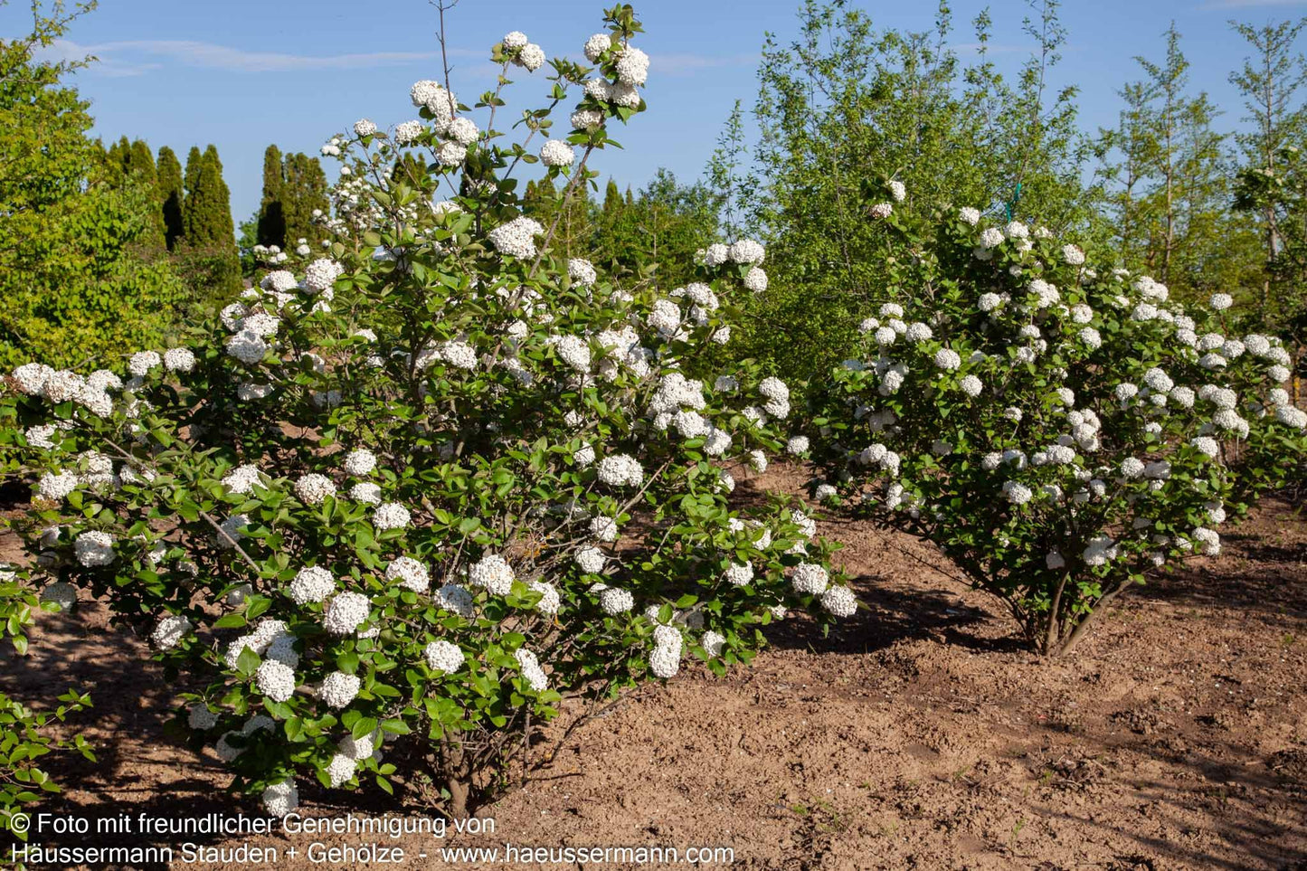 Großblütiger Duft-Schneeball (Viburnum x carlcephalum)