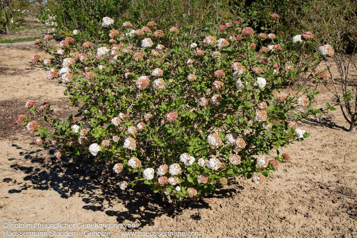 Großblütiger Duft-Schneeball (Viburnum x carlcephalum)