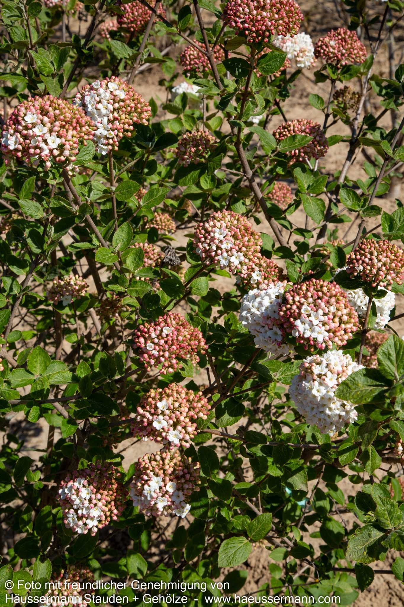 Großblütiger Duft-Schneeball (Viburnum x carlcephalum)