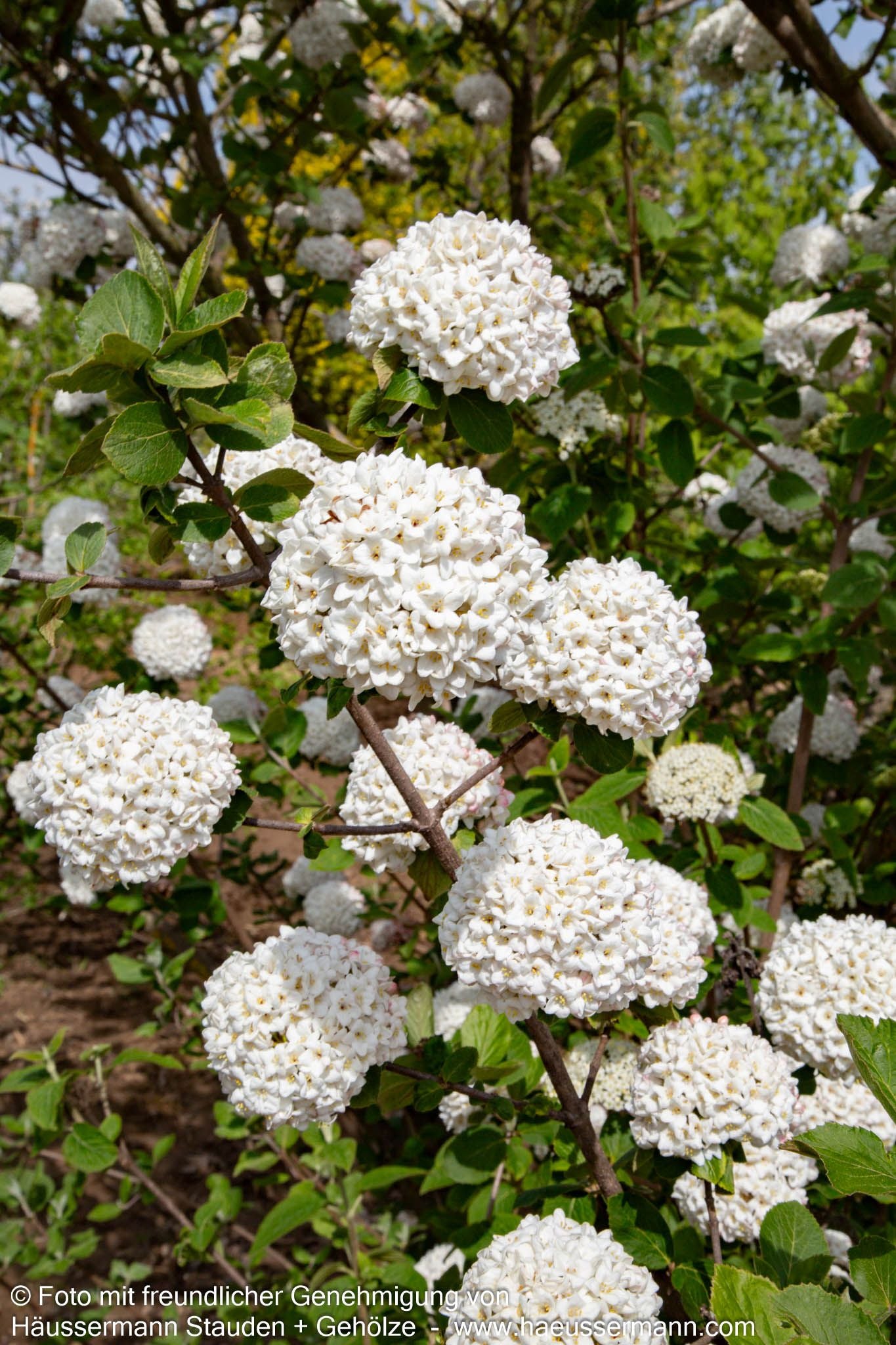 Großblütiger Duft-Schneeball (Viburnum x carlcephalum)