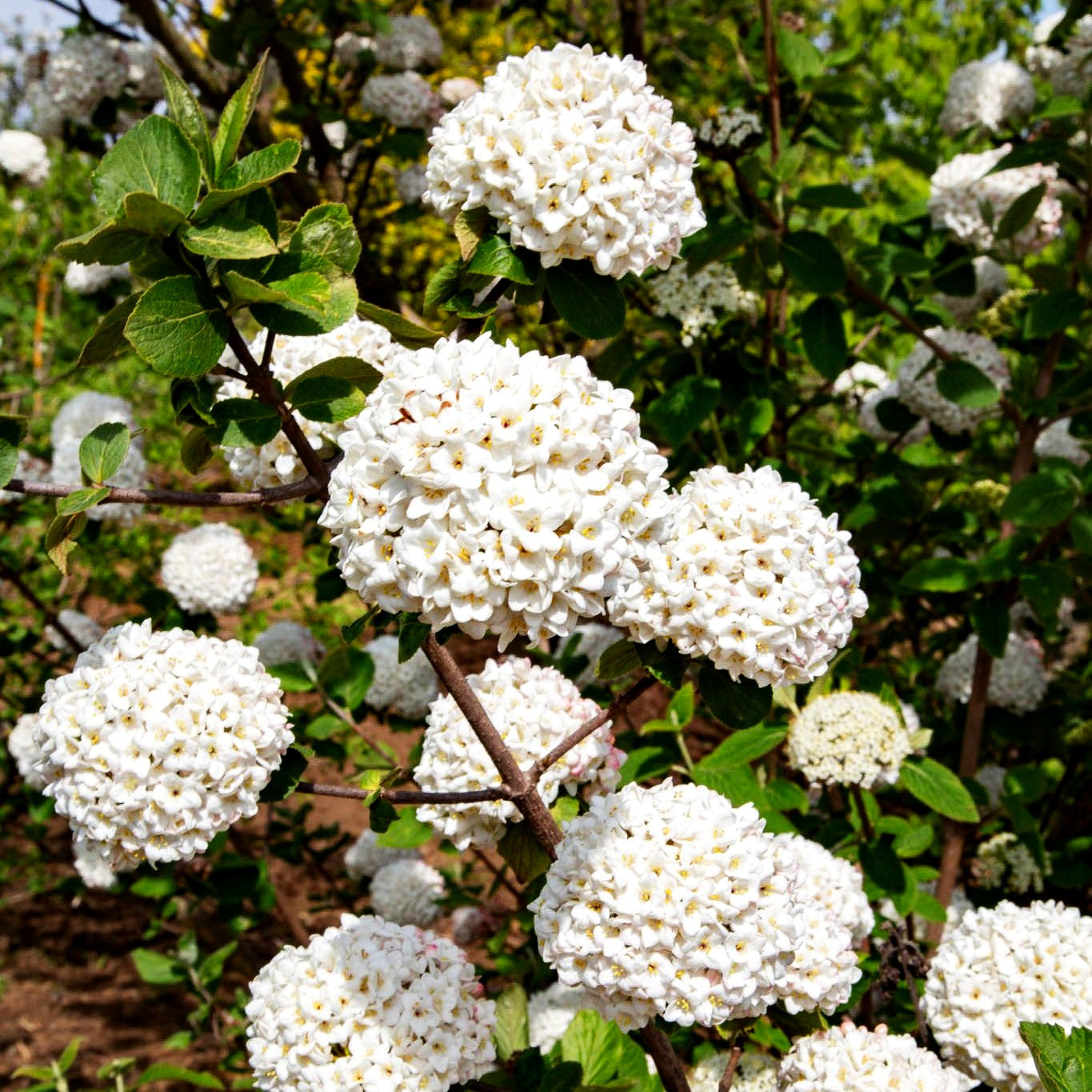 Großblütiger Duft-Schneeball (Viburnum x carlcephalum)