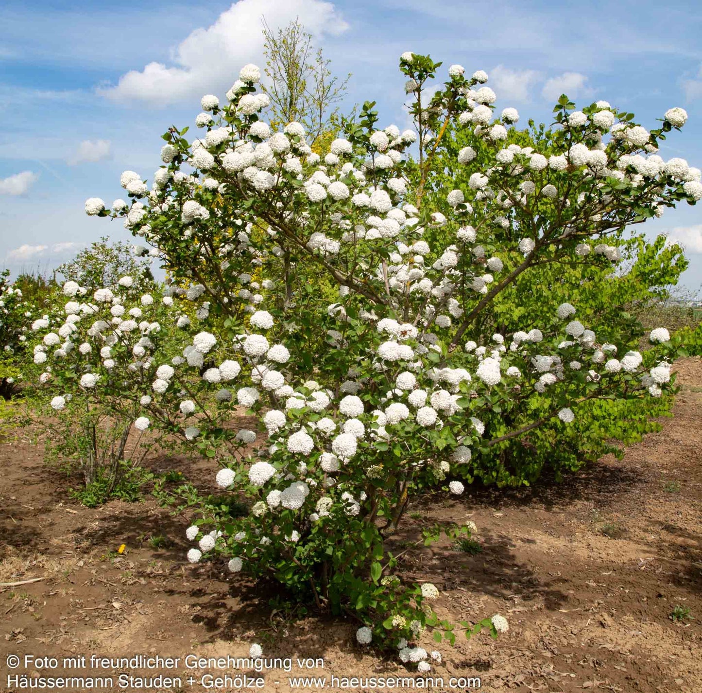 Großblütiger Duft-Schneeball (Viburnum x carlcephalum)