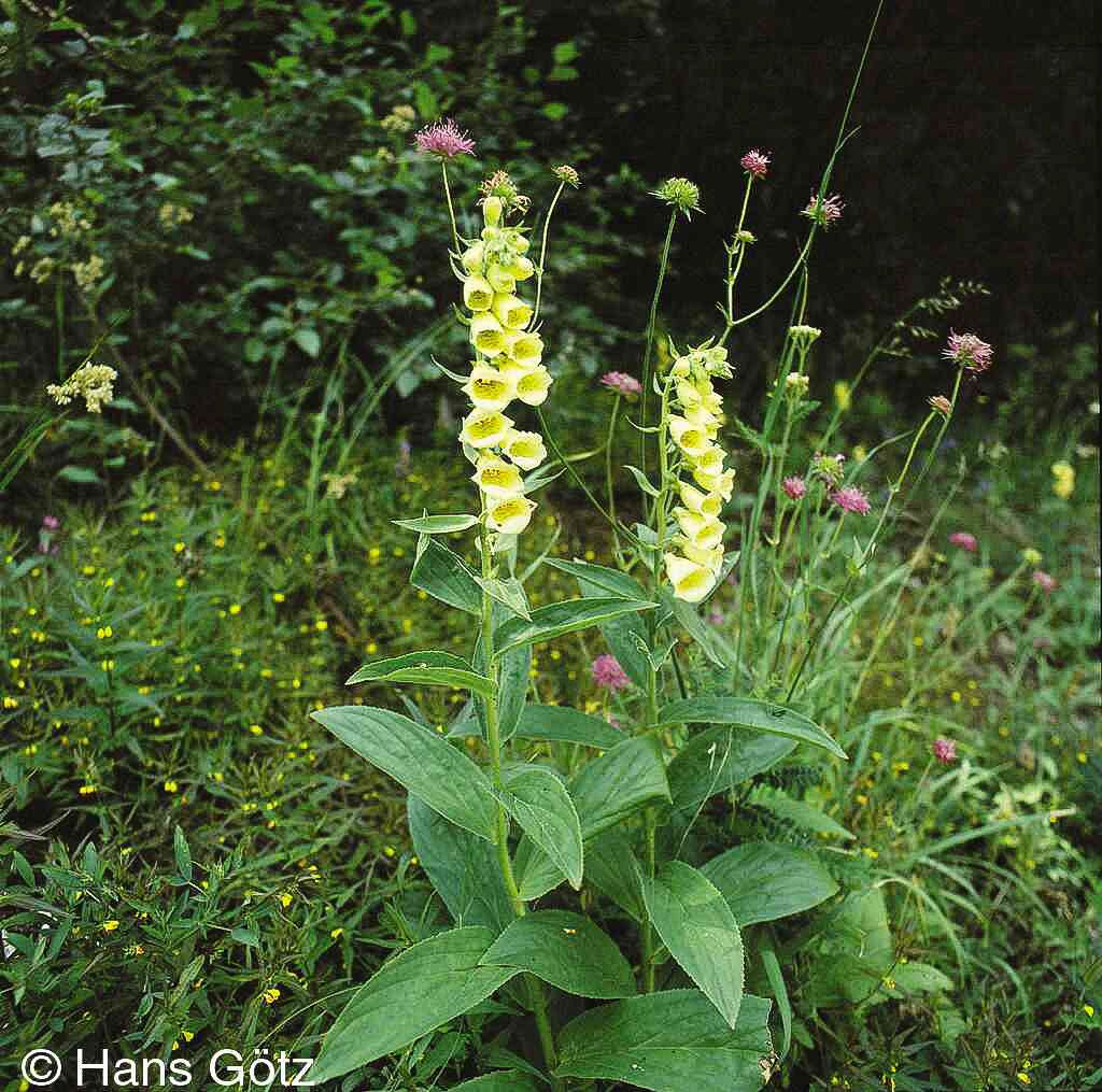 Großblütiger Fingerhut (Digitalis grandiflora)