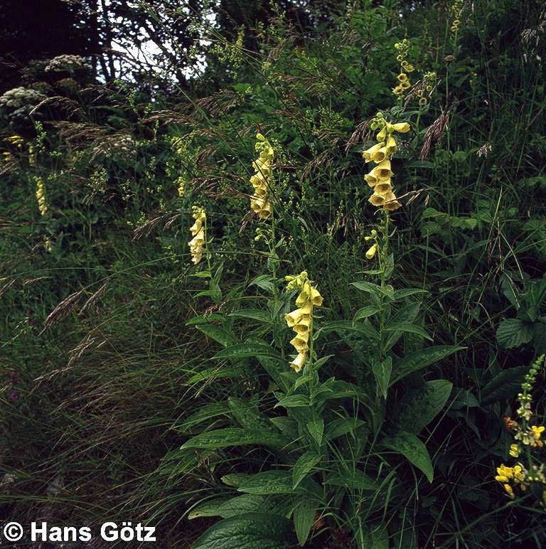 Großblütiger Fingerhut (Digitalis grandiflora)