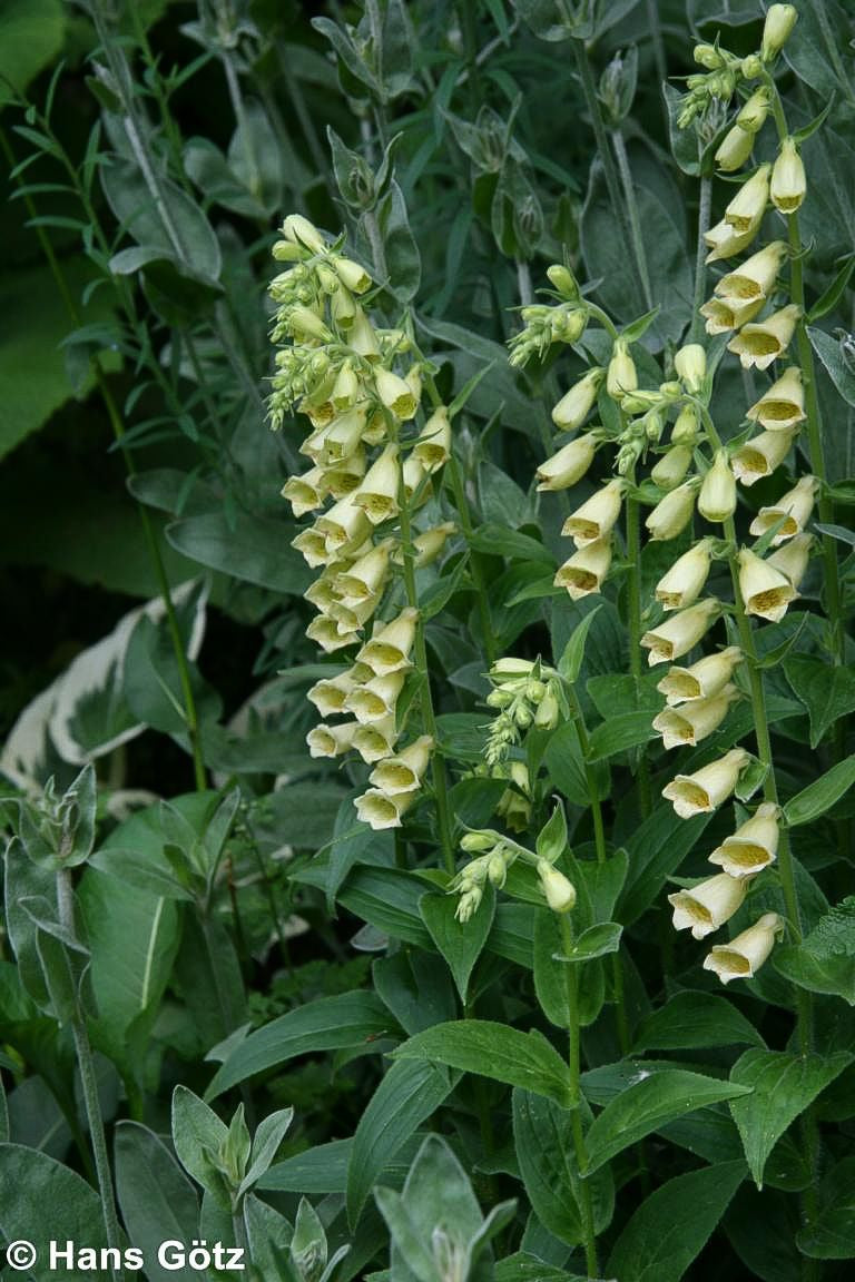 Großblütiger Fingerhut (Digitalis grandiflora)