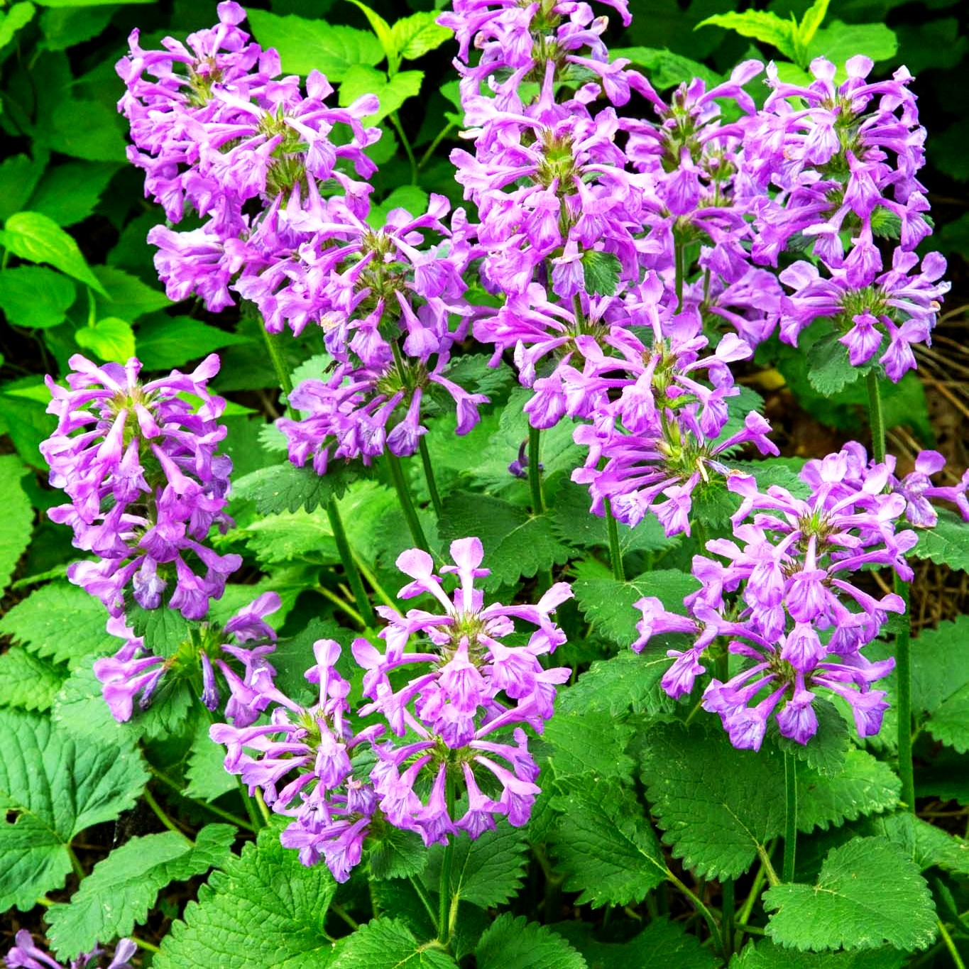 Großblütiger Ziest 'Superba' (Stachys grandiflora)