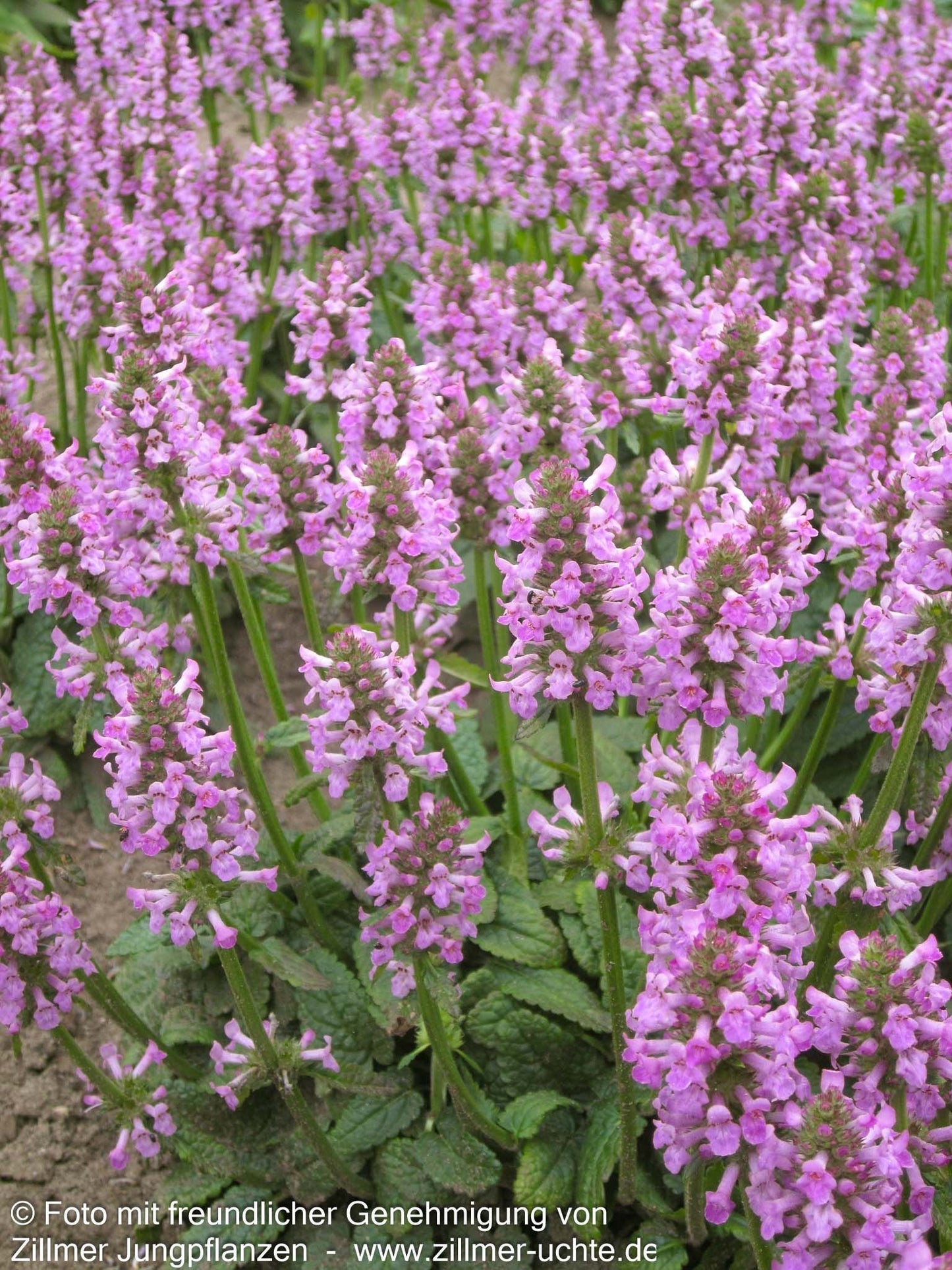 Großblütiger Ziest 'Ukkie' (Stachys grandiflora)