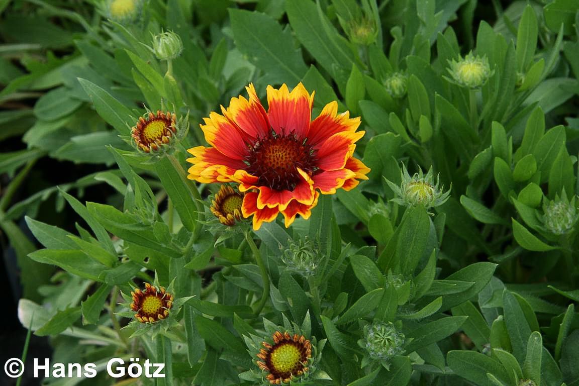 Großblumige Kokardenblume 'Arizona Sun' (Gaillardia x grandiflora)
